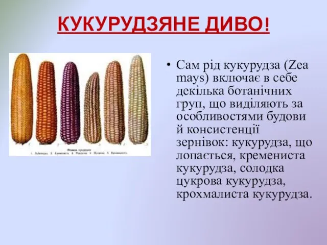 КУКУРУДЗЯНЕ ДИВО! Сам рід кукурудза (Zea mays) включає в себе декілька