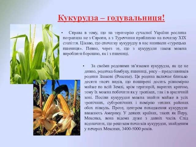 Кукурудза – годувальниця! Справа в тому, що на територію сучасної України