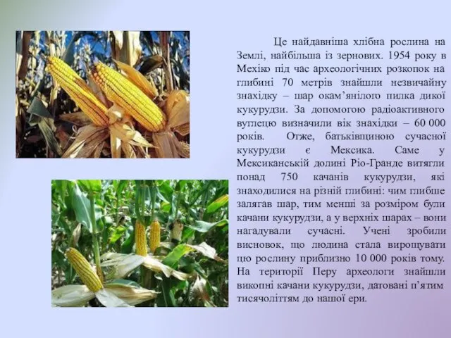 Це найдавніша хлібна рослина на Землі, найбільша із зернових. 1954 року