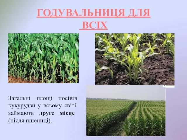 Загальні площі посівів кукурудзи у всьому світі займають друге місце (після пшениці). ГОДУВАЛЬНИЦЯ ДЛЯ ВСІХ