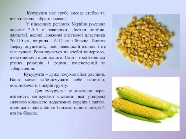 Кукурудза має грубе високе стебло та їстівні зерна, зібрані в качан.