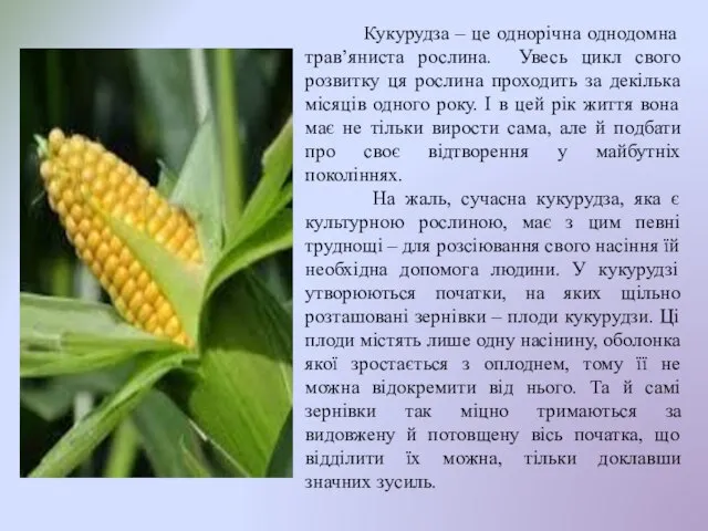 Кукурудза – це однорічна однодомна трав’яниста рослина. Увесь цикл свого розвитку