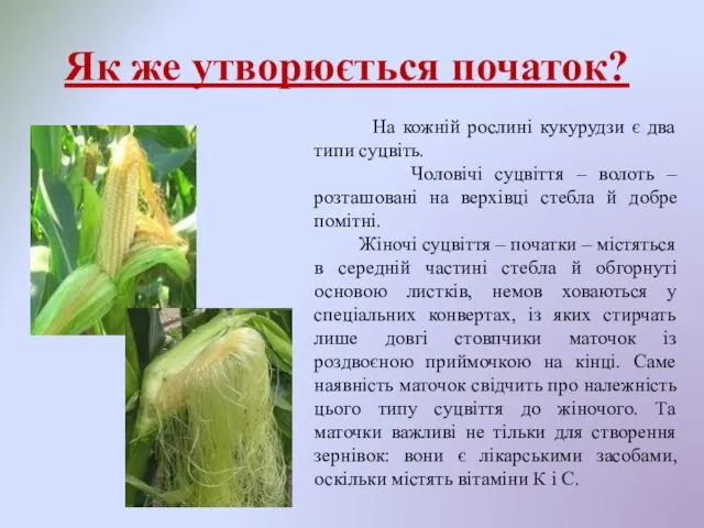 Як же утворюється початок? На кожній рослині кукурудзи є два типи