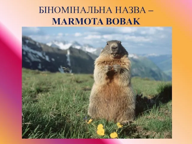 БIНОМІНАЛЬНА НАЗВА – MARMOTA BOBAK