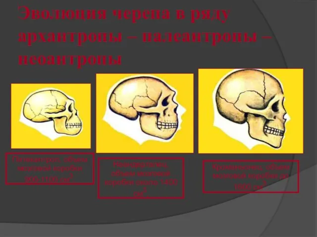 Эволюция черепа в ряду архантропы – палеантропы – неоантропы Питекантроп, объем