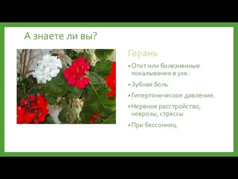 А знаете ли вы? Герань Отит или болезненные покалывания в ухе.