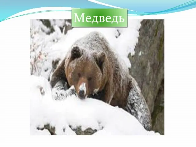 Медведь