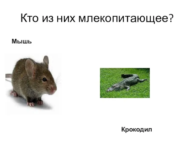 Кто из них млекопитающее? Мышь Крокодил