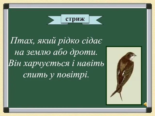 стриж Птах, який рідко сідає на землю або дроти. Він харчується і навіть спить у повітрі.