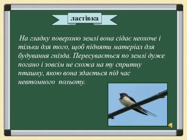 ластівка На гладку поверхню землі вона сідає неохоче і тільки для