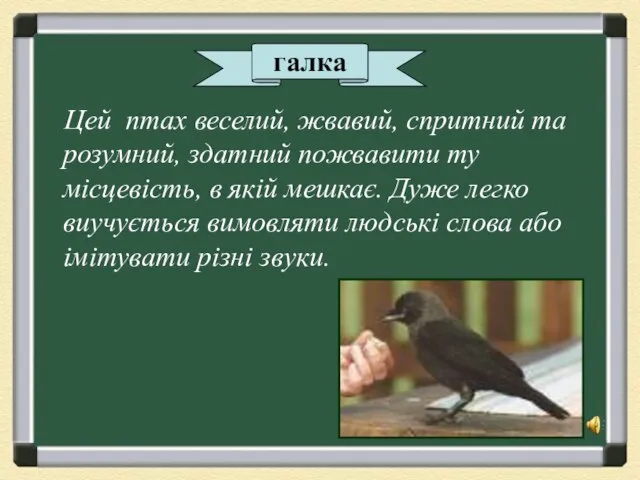 Цей птах веселий, жвавий, спритний та розумний, здатний пожвавити ту місцевість,