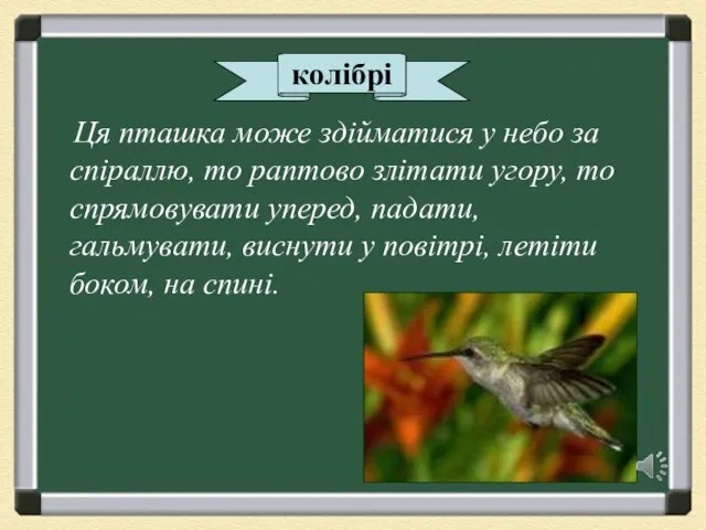 колібрі Ця пташка може здійматися у небо за спіраллю, то раптово