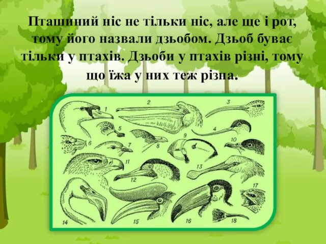 Пташиний ніс не тільки ніс, але ще і рот, тому його