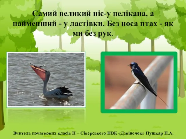 Самий великий ніс-у пелікана, а найменший - у ластівки. Без носа