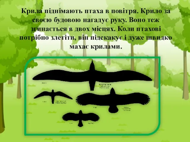 Крила піднімають птаха в повітря. Крило за своєю будовою нагадує руку.