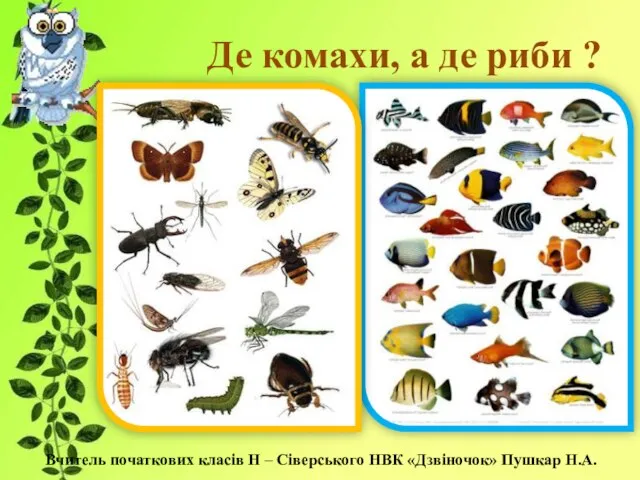 Де комахи, а де риби ? Вчитель початкових класів Н – Сіверського НВК «Дзвіночок» Пушкар Н.А.