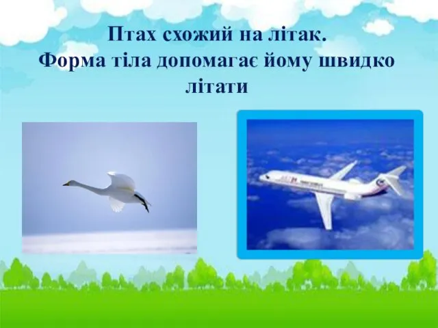 Птах схожий на літак. Форма тіла допомагає йому швидко літати