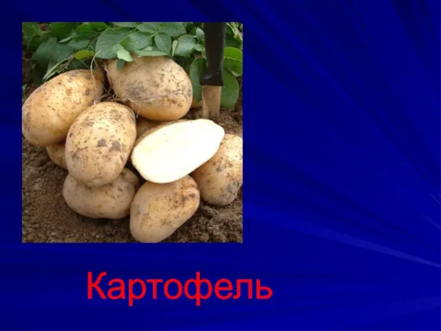 Картофель