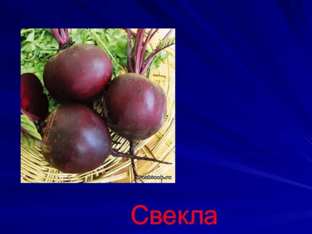 Свекла