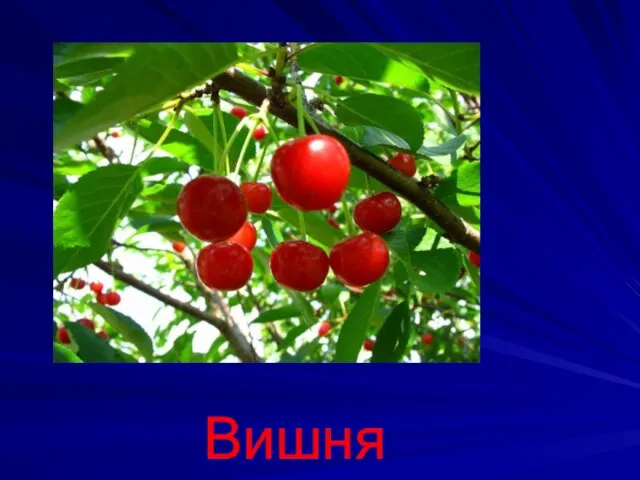 Вишня