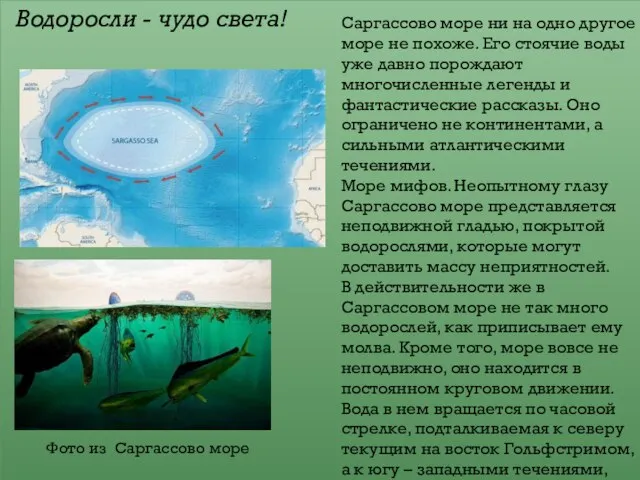 Водоросли - чудо света! Саргассово море ни на одно другое море