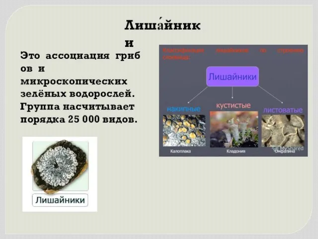 Лиша́йники Это ассоциация грибов и микроскопических зелёных водорослей. Группа насчитывает порядка 25 000 видов.