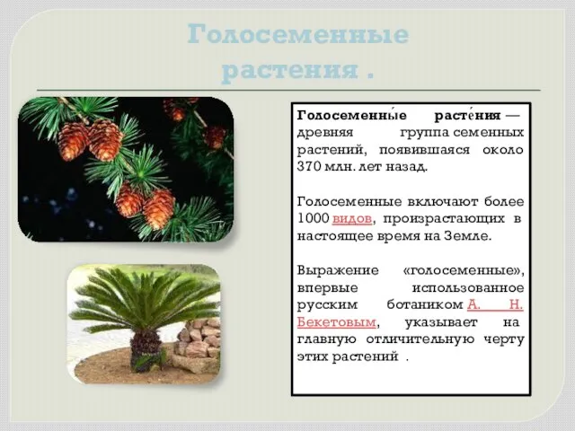 Голосеменные растения . Голосеменны́е расте́ния — древняя группа семенных растений, появившаяся