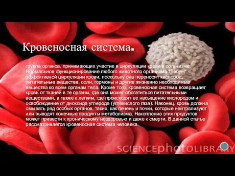 Кровеносная система. группа органов, принимающих участие в циркуляции крови в организме.