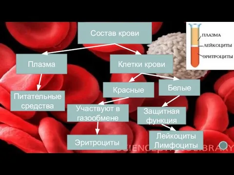 Плазма Участвуют в газообмене Клетки крови Красные Белые Защитная функция Состав