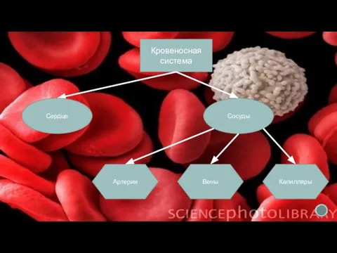 Кровеносная система Сердце Сосуды Артерии Вены Капилляры
