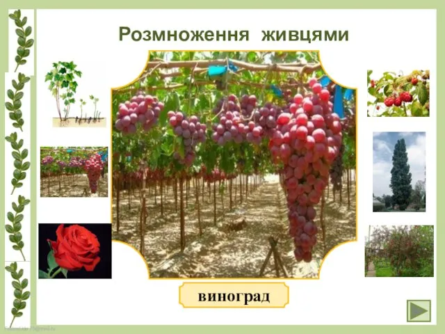 Розмноження живцями виноград