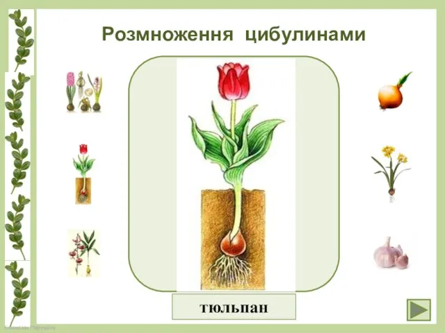 Розмноження цибулинами тюльпан