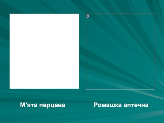 М’ята перцева Ромашка аптечна