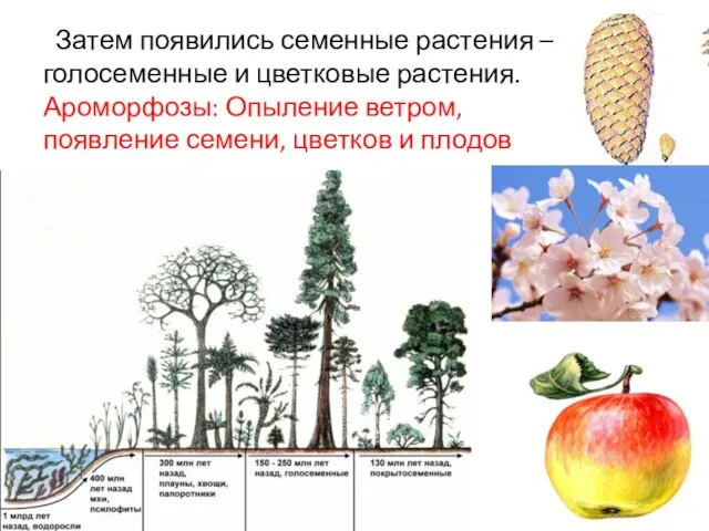 Затем появились семенные растения – голосеменные и цветковые растения. Ароморфозы: Опыление