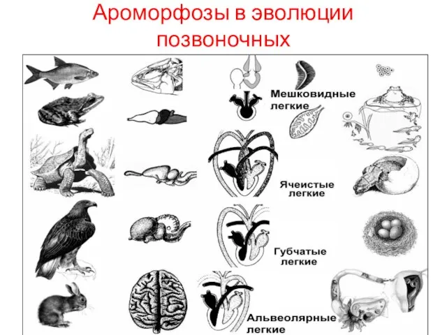 Ароморфозы в эволюции позвоночных