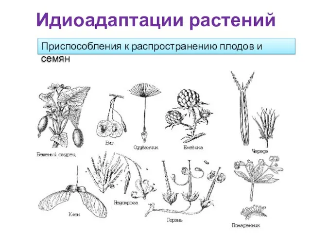 Идиоадаптации растений Приспособления к распространению плодов и семян