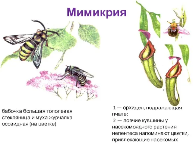 Мимикрия бабочка большая тополевая стекляница и муха журчалка осовидная (на цветке)