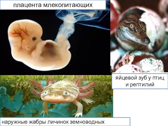 плацента млекопитающих наружные жабры личинок земноводных (аксолотль) яйцевой зуб у птиц и рептилий