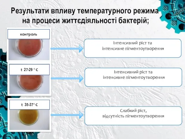 Результати впливу температурного режима на процеси життєдіяльності бактерій; контроль t 27-29