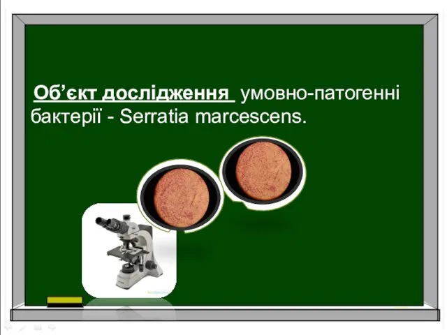 Об’єкт дослідження умовно-патогенні бактерії - Serratia marcescens.