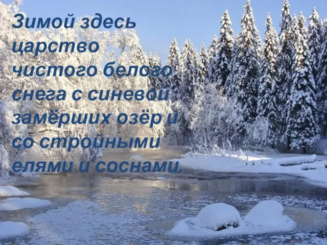 Зимой здесь царство чистого белого снега с синевой замёрших озёр и со стройными елями и соснами.