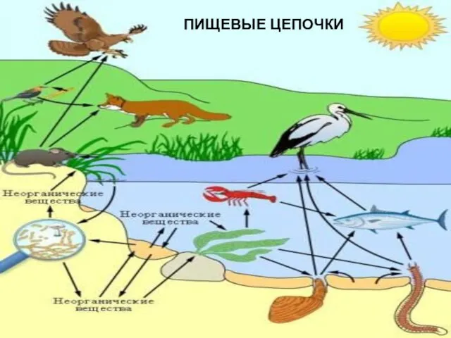 ПИЩЕВЫЕ ЦЕПОЧКИ