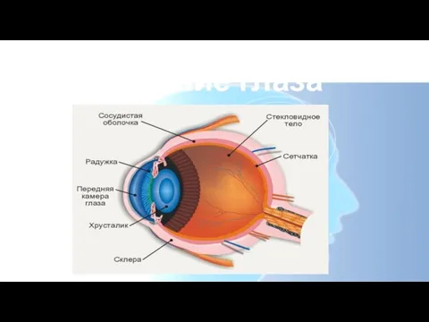 Строение глаза