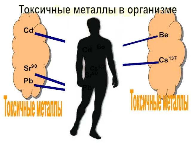 Биогенные металлы Mg Zn K Ca Cd Sr90 Pb Be Cs137