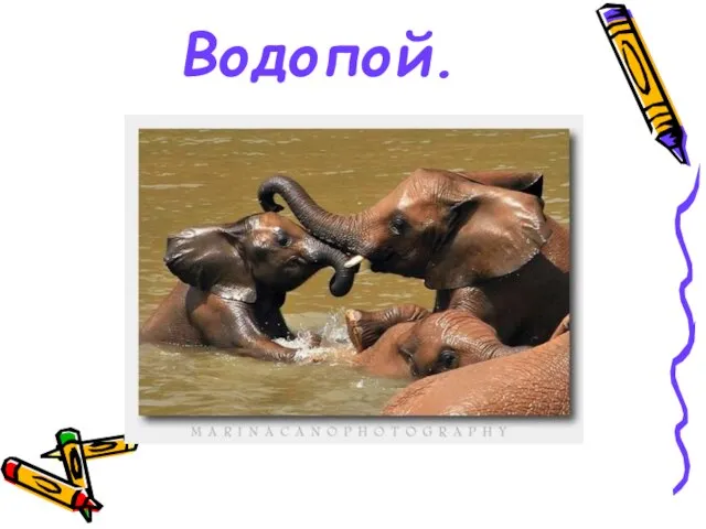 Водопой.