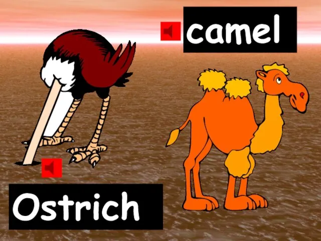 Ostrich camel