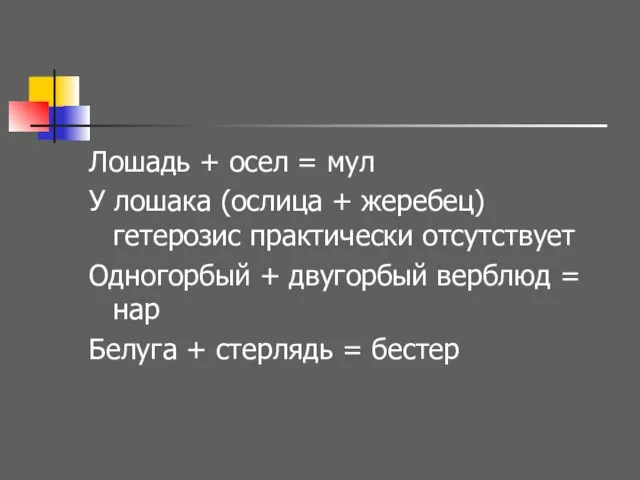 Лошадь + осел = мул У лошака (ослица + жеребец) гетерозис