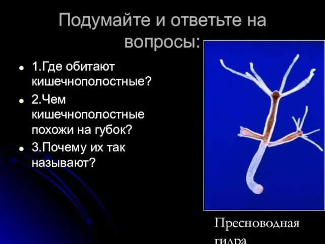 Подумайте и ответьте на вопросы: 1.Где обитают кишечнополостные? 2.Чем кишечнополостные похожи