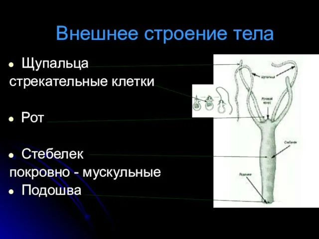 Внешнее строение тела Щупальца стрекательные клетки Рот Стебелек покровно - мускульные Подошва