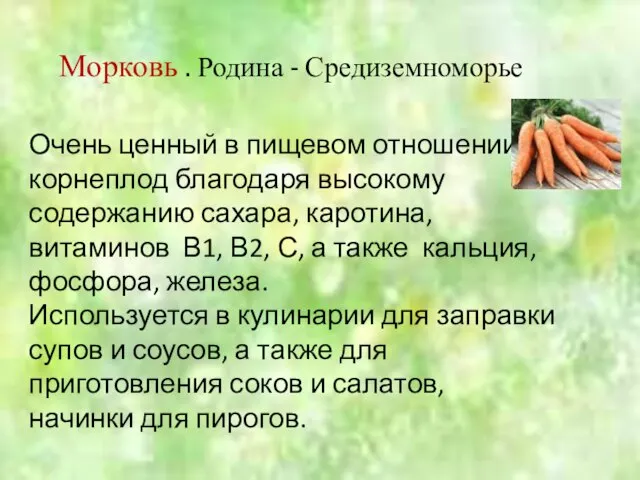 Очень ценный в пищевом отношении корнеплод благодаря высокому содержанию сахара, каротина,